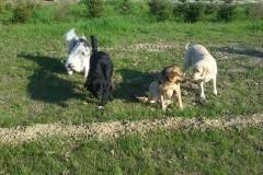 sgambatoio_cani_02