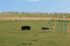 sgambatoio_cani_05