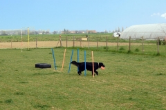 sgambatoio_cani_06