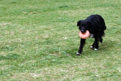 sgambatoio_cani_07
